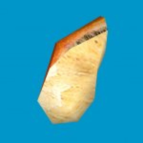 jn_orange_mushroom_01_gib07