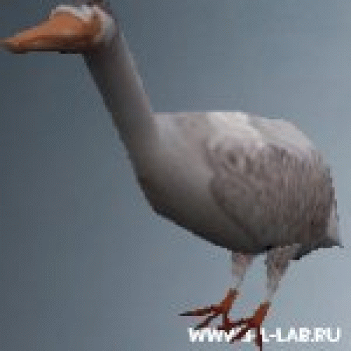 duck.zip