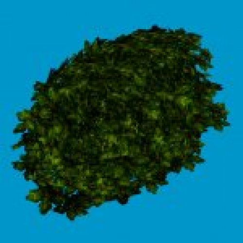 jn sanicle bush green