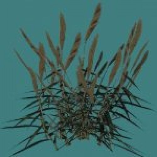 fern1