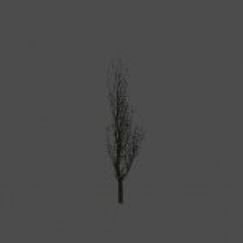 maniak_derevo01