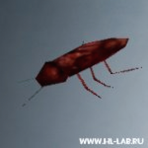 roach.zip