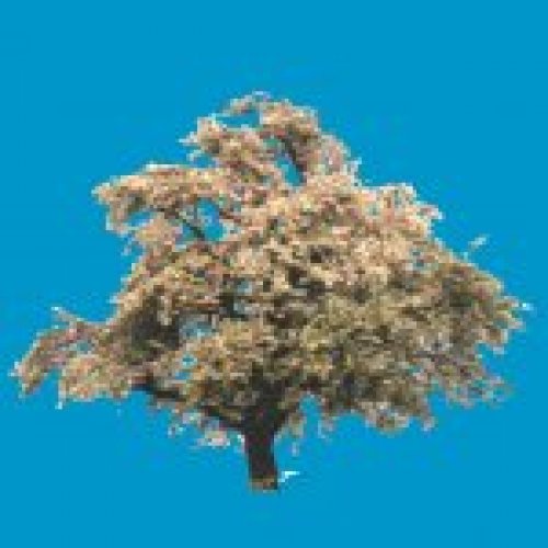 skybox_baum03