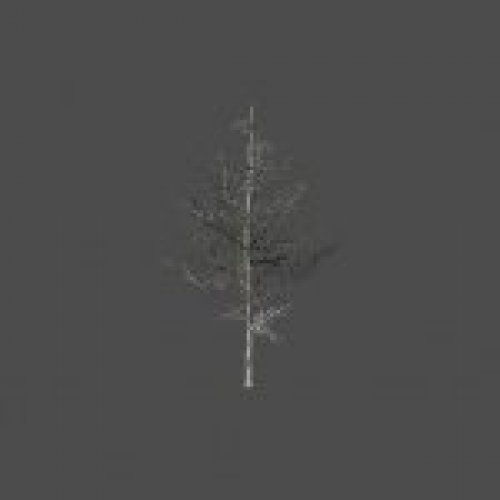 dead_tree02
