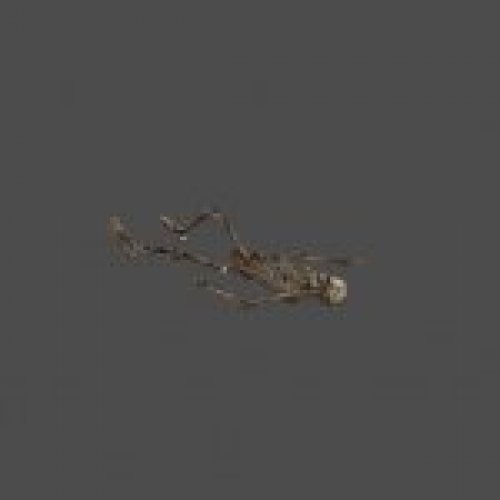 skeleton