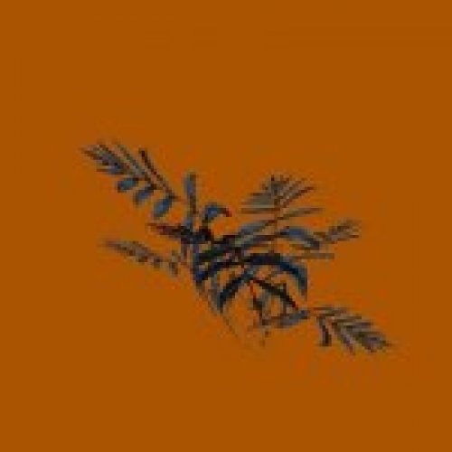blue fern