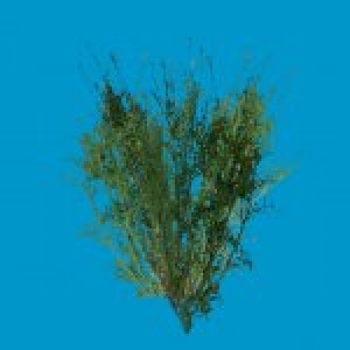 bt weed