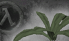 Herbs