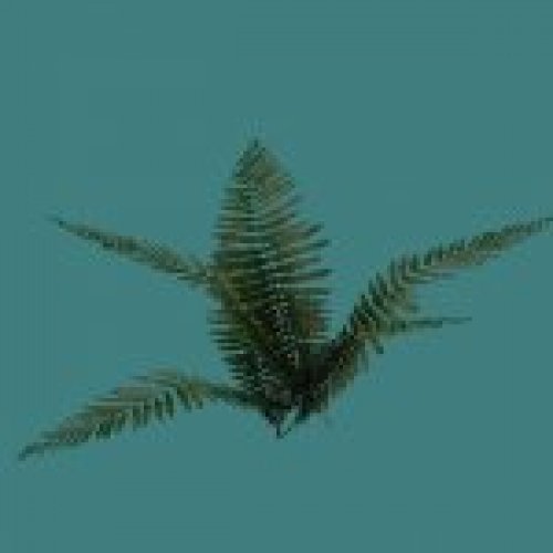 forge_fern1.mdl