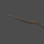 mex_branch12
