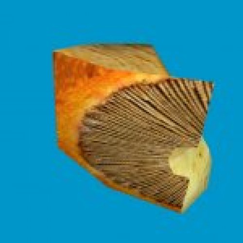 jn_orange_mushroom_02_gib01