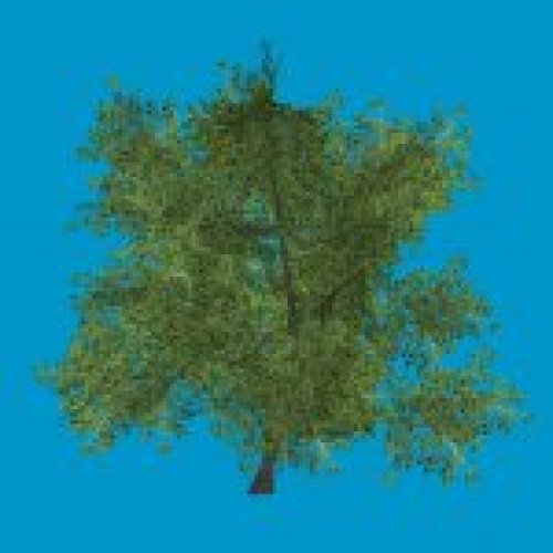 baum06