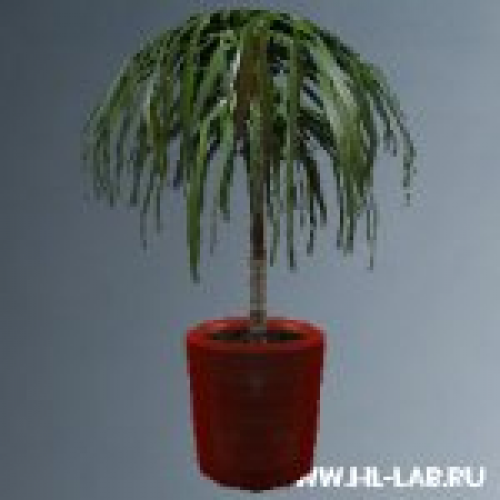 vts_plant_cyclomena.mdl