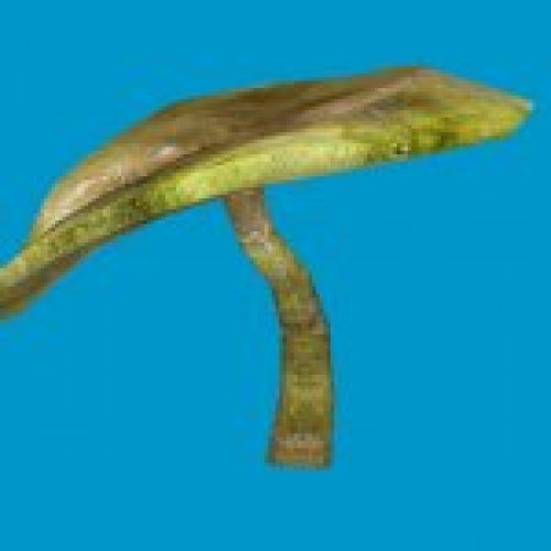 sta_mushroom_35