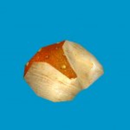 jn_orange_mushroom_01_gib05