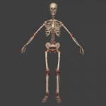 Skeletons