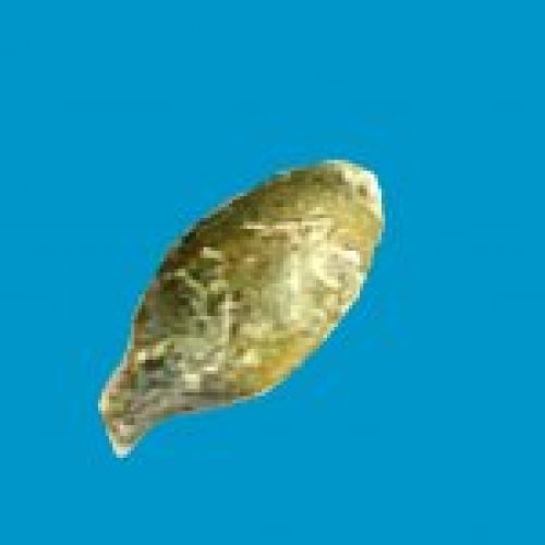 pumpkin seed1