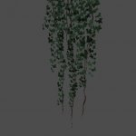 pc_Hanging_Ivy_C