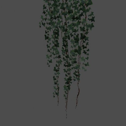 pc_Hanging_Ivy_C