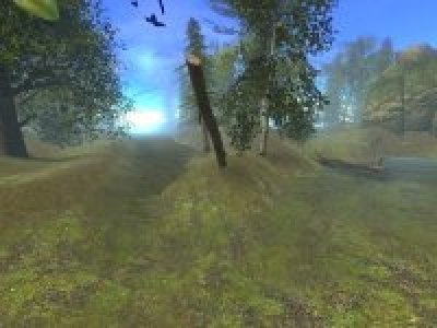 gm_forest2008