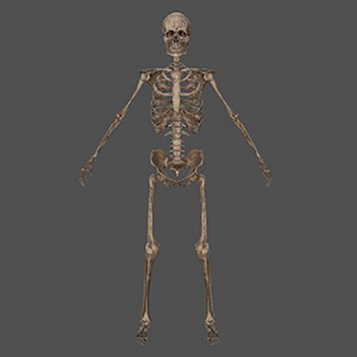 Skeleton