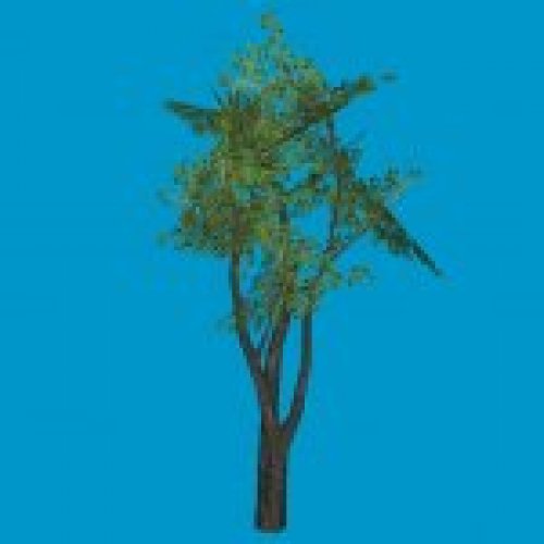baum03