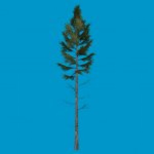 tree_orientalspruce1
