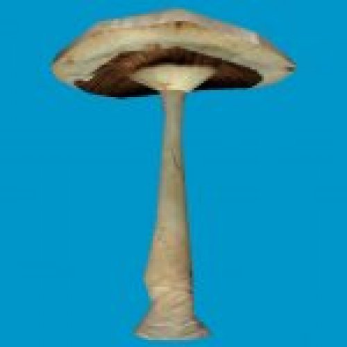 sta_shroom1