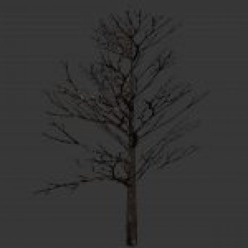 tree_japan_noleaves.mdl