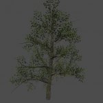 S_ENV_OkinawaPine01