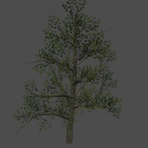 S_ENV_OkinawaPine01