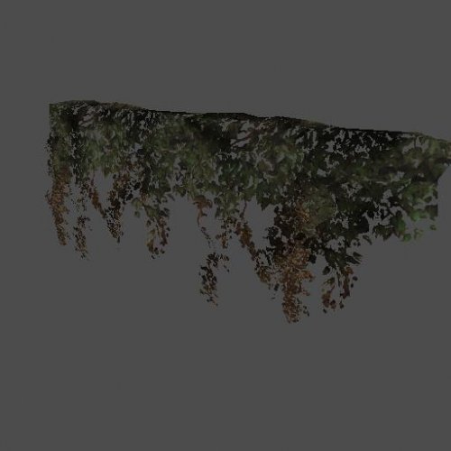 ivy01