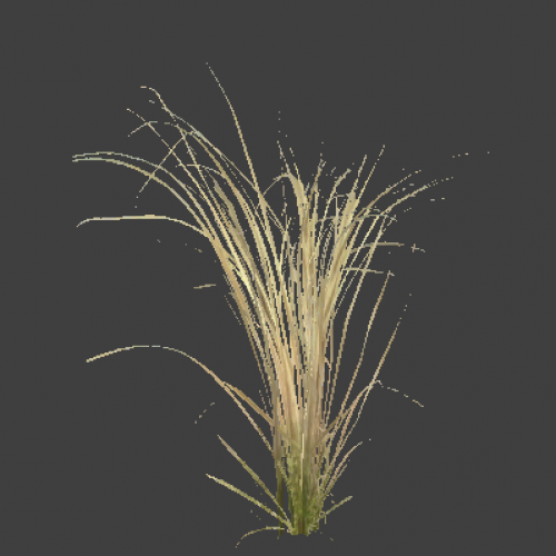 reed_01