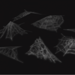cobweb_pack