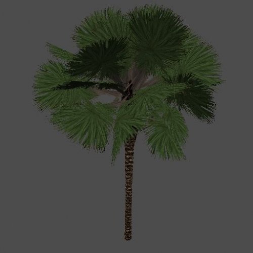 sabal