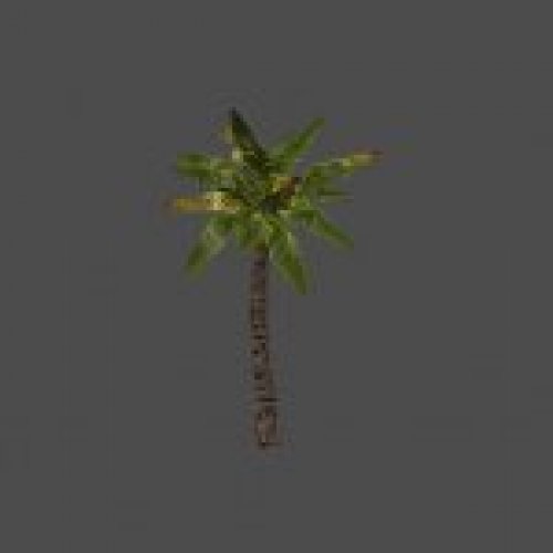 palm1a