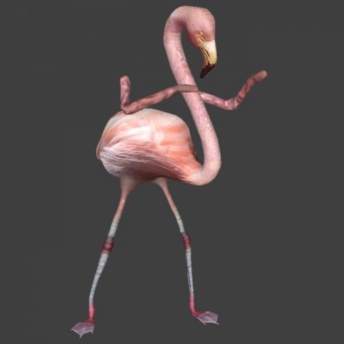 Flamingo