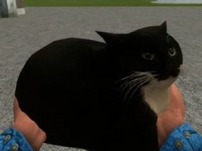 Maxwell the carryable cat — кот компаньон