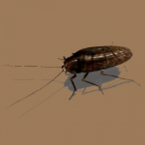 HD Roach
