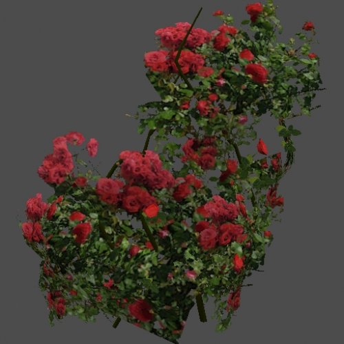 got_RosesBush