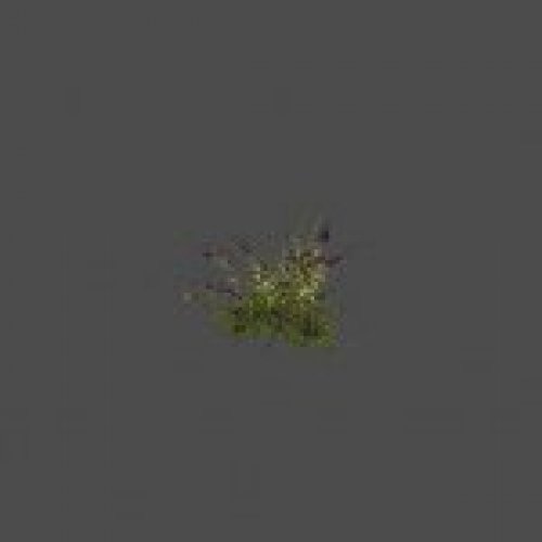 largebush03_ref