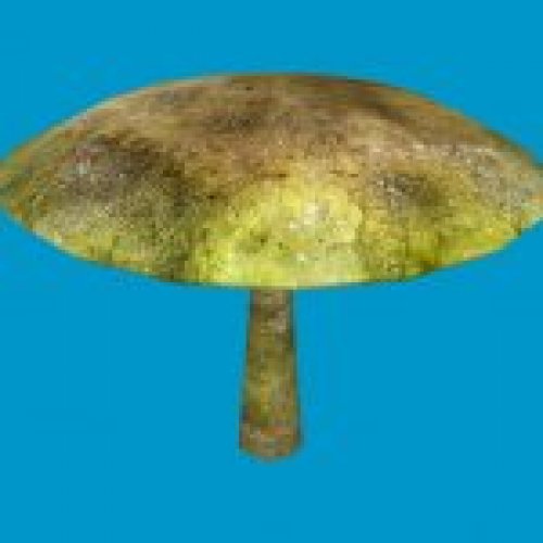 sta_mushroom_01