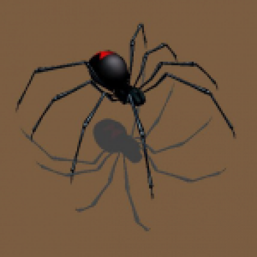 Black widow spider