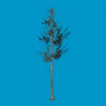 tree01_sg