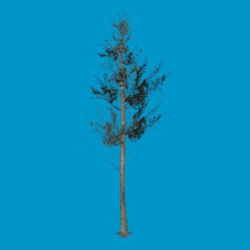 tree01_sg