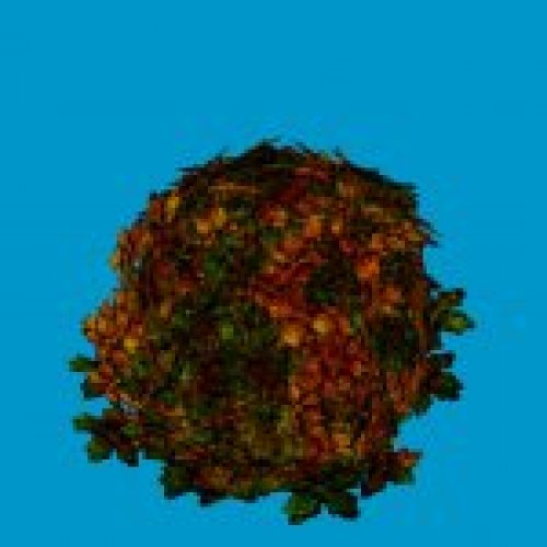 jn sanicle shrub redorange