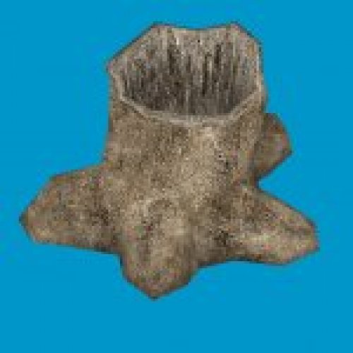 jn stump 02