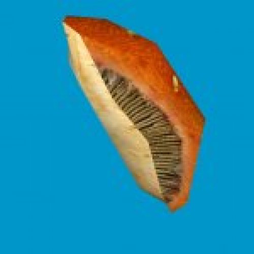 jn_orange_mushroom_01_gib03