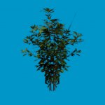 foliage 02
