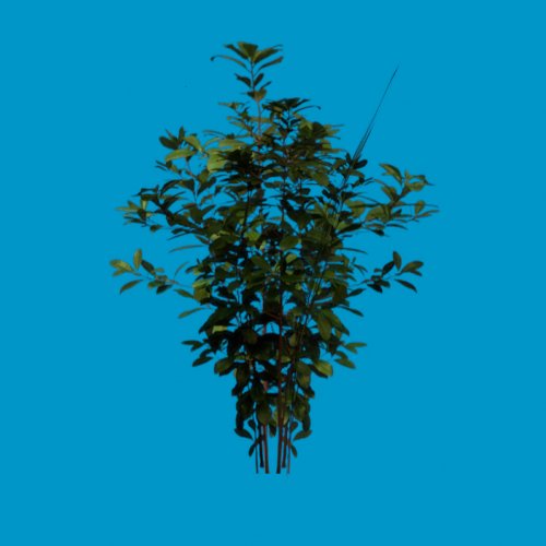 foliage 02